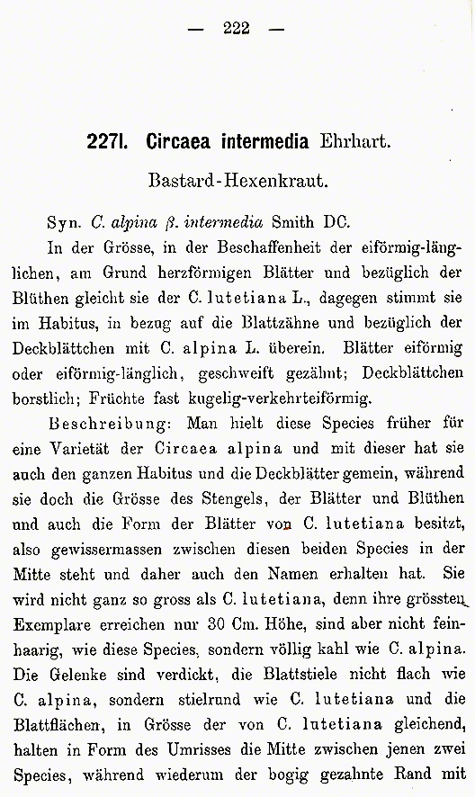 Schlechtendal, Hexenkraut